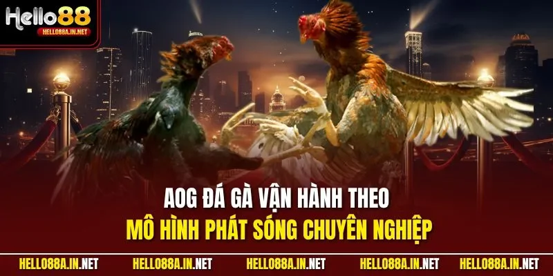 AOG đá gà vận hành theo mô hình phát sóng chuyên nghiệp