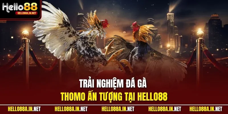 Trải nghiệm đá gà Thomo ấn tượng tại HELLO88